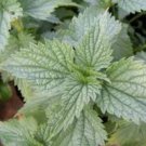 Urtica dioica STINGING NETTLE - Herb Seeds FJ
