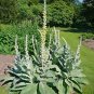 Verbascum thapsus MULLEIN - Herb Seeds FJ