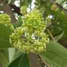 Alstonia scholaris BLACKBOARD TREE Seeds FJ