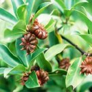 Illicium verum STAR ANISE Seeds FJ