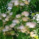 Albizia kalkora ROUGHBARK MIMOSA TREE Seeds FJ