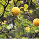 Poncirus trifoliata FLYING DRAGON DWARF HARDY TRIFOLIATE ORANGE Tree SEEDS FJ