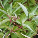 Cornus sericea RED OSIER DOGWOOD Seeds FJ