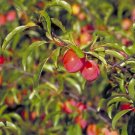 Prunus angustifolia CHICKASAW PLUM TREE Seeds FJ