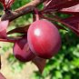 Prunus angustifolia CHICKASAW PLUM TREE Seeds FJ