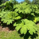 Gunnera tinctoria syn chilensis GIANT RHUBARB Seeds FJ