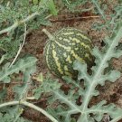 Citrullus colocynthis BITTER MELON Seeds FJ