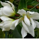 Magnolia syn Michelia doltsopa EVERGREEN MAGNOLIA - FRAGRANT FLOWERS - Seeds FJ