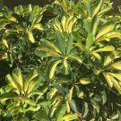 Schefflera / Tupidanthus pueckleri RARE TROPICAL - 1 Starter Plant FJ