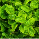 Alternanthera sissoo SAMBA BRAZILIAN SPINACH - Perennial to zone 8 - 1 Plant FJ