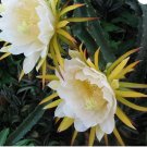Selenicereus costaricensis RED DRAGONFRUIT CACTI Seeds FJ