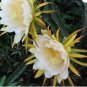 Selenicereus costaricensis RED DRAGONFRUIT CACTI Seeds FJ