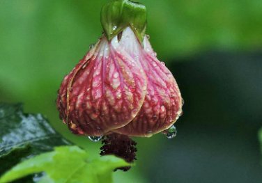 Abutilon pictum FLOWERING MAPLE Seeds FJ