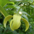 Artabotrys hexapetalus YLANG YLANG VINE - FRAGRANT FLOWERS - Seeds FJ