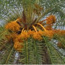 Phoenix sylvestris SILVER DATE PALM Seeds FJ