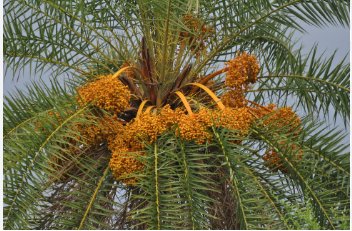 Phoenix sylvestris SILVER DATE PALM Seeds FJ