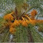 Phoenix sylvestris SILVER DATE PALM Seeds FJ