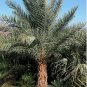 Phoenix sylvestris SILVER DATE PALM Seeds FJ