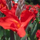 Canna indica Red! EDIBLE AND BEATIFUL 1 Rhizome FJ