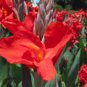 Canna indica Red! EDIBLE AND BEATIFUL 1 Rhizome FJ