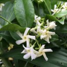 Trachelospermum jasminoides Madison COLD HARDY CONFEDERATE JASMINE 1 Plant FJ