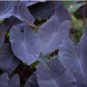 Colocasia esculenta BLACK RUNNER TARO - 1 Freshly dug plant/bulb FJ