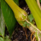Elettaria cardamomum hardy form CARDAMOM GINGER - 1 Rhizome FJ