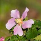 Hibiscus makinoi MAKINO'S MALLOW - SEEDS FJ