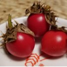 Solanum sisymbriifolium LITCHI TOMATO - SEEDS FJ