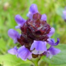 Prunella vulgaris lanceolata LANCELEAF SELF HEAL - Herb Seeds FJ