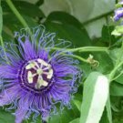 Passiflora Inspiration DEEP PURPLE HARDY PASSIONFLOWER FJ