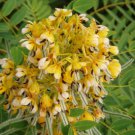 Cassia hebecarpa HARDY SENNA Yellow flowers SEEDS FJ