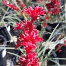 Hesperaloe parviflora RED YUCCA Exotic SEEDS FJ