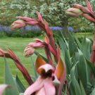 Beschorneria septentrionalis UNUSUAL YUCCA-LIKE SPECIES Exotic SEEDS FJ