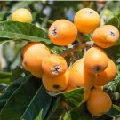 Eriobotrya japonica LOQUAT - 1 Plant FJ