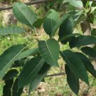 Ficus virens hardy form HARDY BANYAN FIG - 1 Plant FJ