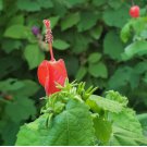 Malvaviscus drummondii RED TURKS CAP - 1 Plant FJ