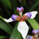Neomarica gracilis WALKING IRIS - 1 Plant FJ