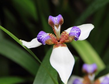 Neomarica gracilis WALKING IRIS - 1 Plant FJ
