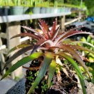 Dyckia Grape Jelly - COLD HARDY BROMELIAD! 1 Plant FJ
