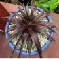 Dyckia Grape Jelly - COLD HARDY BROMELIAD! 1 Plant FJ
