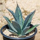 Agave americana BLUE LEAVES - Cold Hardy! 1 Plant FJ