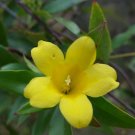 Gelsemium sempervirens CAROLINA JESSAMINE VINE 1 Plant FJ