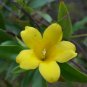 Gelsemium sempervirens CAROLINA JESSAMINE VINE 1 Plant FJ