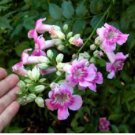 Podranea ricasoliana PINK TRUMPET VINE 1 Plant FJ