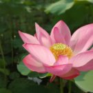 Nelumbo nucifera PINK WATER LOTUS - 5 SEEDS FJ