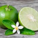Citrus aurantifolia KEY LIME Tree SEEDS FJ