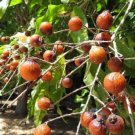 Sapindus mukorossi INDIAN SOAPBERRY TREE SEEDS FJ