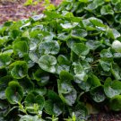 Asarum canadense WILD GINGER Seeds FJ