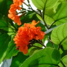 Cordia sebestena GEIGER TREE Exotic SEEDS FJ